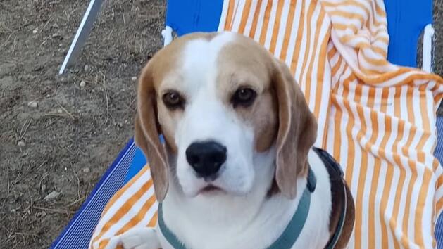 Beagle "Benny" kam völlig verstört zurück, berichtet die Hundebesitzerin. Foto: Uwe Sommer