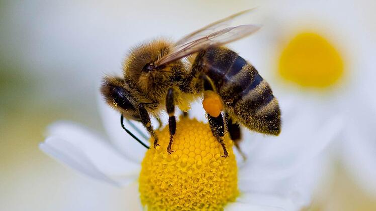 Wildbienen sind für die Natur von enormer Bedeutung. Foto: dpa