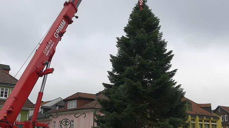Aufstellung des Neustadter Weihnachtsbaumes Foto: Berthold Köhler