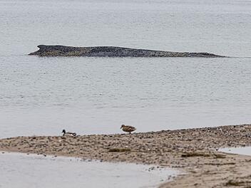 Wal an der Ostseek&uuml;ste gestrandet