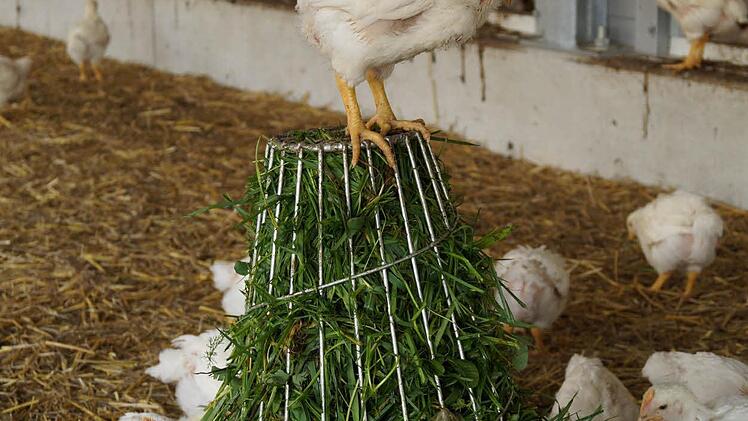 Den Bio-Hähnchen wird auch Grünfutter im Stall angeboten. Foto: Hanna