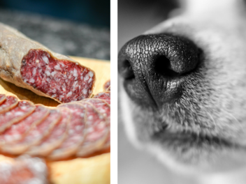 Bad Kissingen: Erneut Hund mit K&ouml;der vergiftet