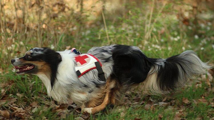 Der American Shepherd Örnie kam als Welpe zu Familie Erhard. privat