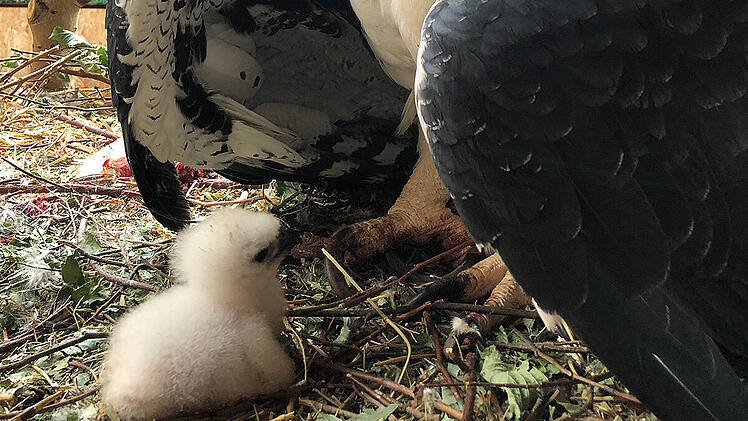 Nürnberg: Greifvogel-Nachwuchs im Tiergarten - Harpyien-Küken geschlüpft