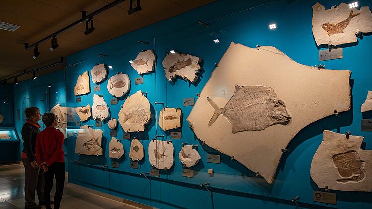 Fossilienausstellung im Bürgermeister-Müller-Museum Solnhofen