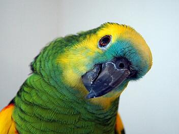 Vermisster Papagei in Schwabach zurück Vermisster Papagei in Schwabach zurück