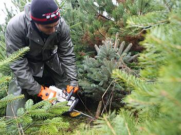 Der Tannenbaum steht bald wieder ganz im Mittelpunkt. Foto: Barbara Herbst
