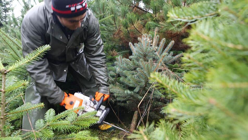 Der Tannenbaum steht bald wieder ganz im Mittelpunkt. Foto: Barbara Herbst
