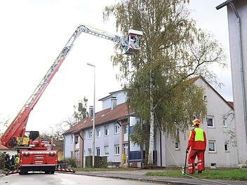 Kontrolliert wurde der entwurzelte Baum gefällt. Foto: News 5/Holzheimer