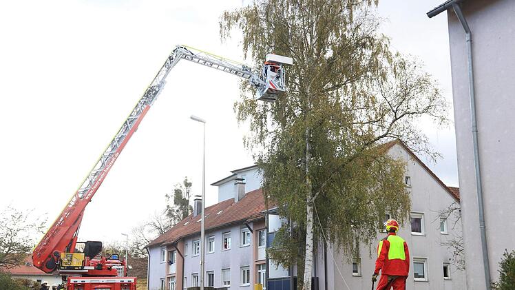 Kontrolliert wurde der entwurzelte Baum gefällt. Foto: News 5/Holzheimer