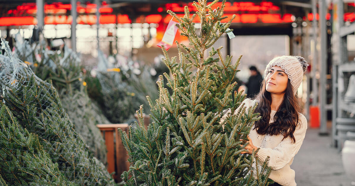 Du musst dich entscheiden: Weihnachtsbaum  echte Tanne oder Plastik?