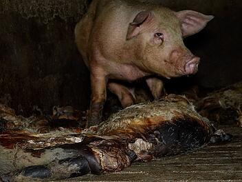 Grausige Zust&auml;nde in einem spanischen Schweinemastbetrieb
