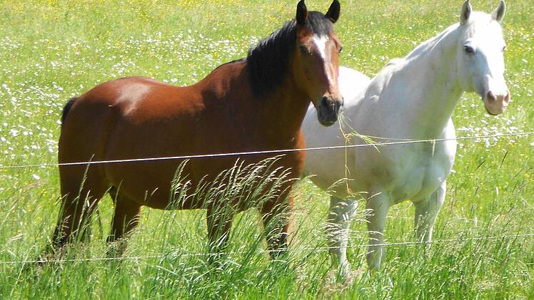 Die beiden Wallache Sunny (links) und Chino in der Pferdekoppel bei Neukenroth  Foto: privat