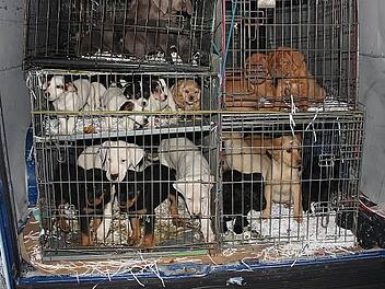 So sollten die Tiere von der Slowakei bis Spanien gefahren werden. Einige hätten das sicher nicht überlebt. Foto: Tierheim
