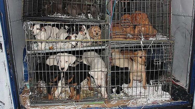 So sollten die Tiere von der Slowakei bis Spanien gefahren werden. Einige hätten das sicher nicht überlebt. Foto: Tierheim
