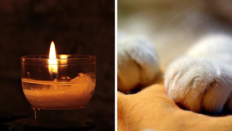 Reichenberg: Tierklinik erh&auml;lt bewegenden Brief von Katzenbesitzern - "ber&uuml;hrt uns sehr"