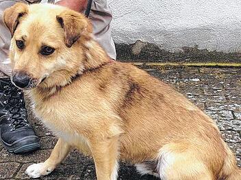 Anh&auml;nglicher Matteo