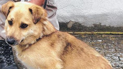 Anh&auml;nglicher Matteo