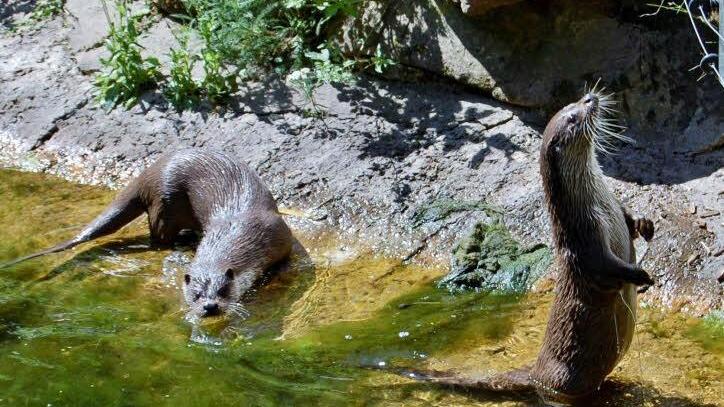 Die Fischotter-Schwestern Frieda und Flitzer warten aufs Mittagessen. Fotos: Sigismund von Dobschütz