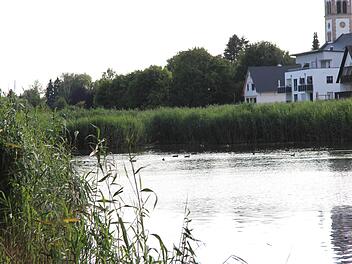 Den Schilfgürtel im Badweiher möchte der BN erhalten wissen. Foto: Richard Sänger