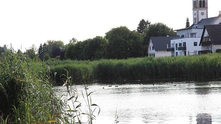 Den Schilfgürtel im Badweiher möchte der BN erhalten wissen. Foto: Richard Sänger