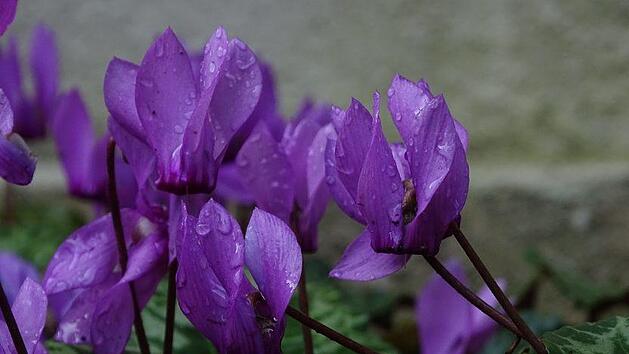 Alpenveilchen, nicht nur als Topfpflanze sch&ouml;n. Symbolfoto: pixabay.com/Yvinne