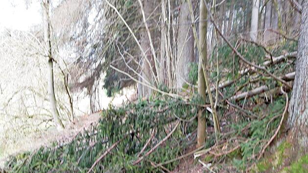 Eine gefällte Fichte blockiert einen Waldweg. Foto: Klaus-Peter Wulf