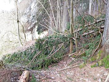 Eine gefällte Fichte blockiert einen Waldweg. Foto: Klaus-Peter Wulf
