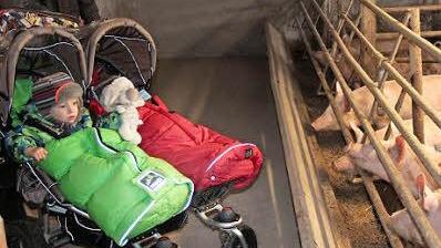 Die Kinder staunten, als sie die Ferkel sahen.