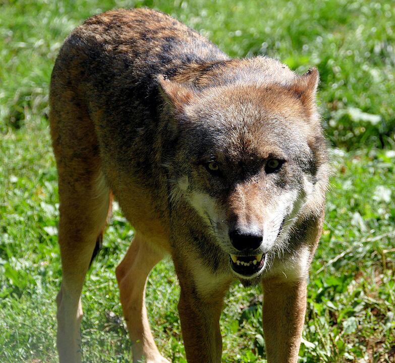 Ein Besuch im Wildtierpark Schloss Tambach. Danke an inFrankenPix-Nutzer herzolife!