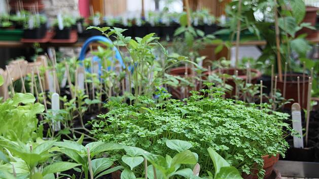 Im Zimmer warten die aus Samen vorgezogenen Pflanzen auf ihren Umzug ins Freie. Noch m&ouml;chten sie es gerne etwas w&auml;rmer haben.