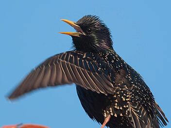 Immer häufiger entscheiden sich Stare, im Winter bei uns zu bleiben und verzichten auf den anstrengenden und gefährlichen Vogelzug. Foto: Archiv