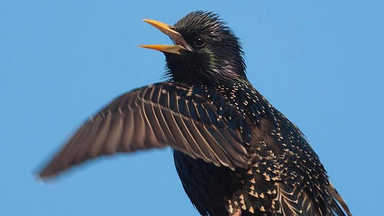 Immer häufiger entscheiden sich Stare, im Winter bei uns zu bleiben und verzichten auf den anstrengenden und gefährlichen Vogelzug. Foto: Archiv