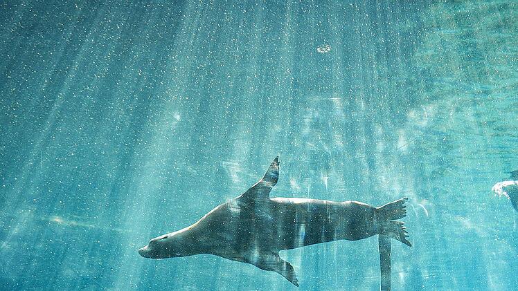 Nürnberg: Zwischen Seelöwen und Fischen - Tiergarten lädt Kinder zu unvergesslicher Übernachtung ein
