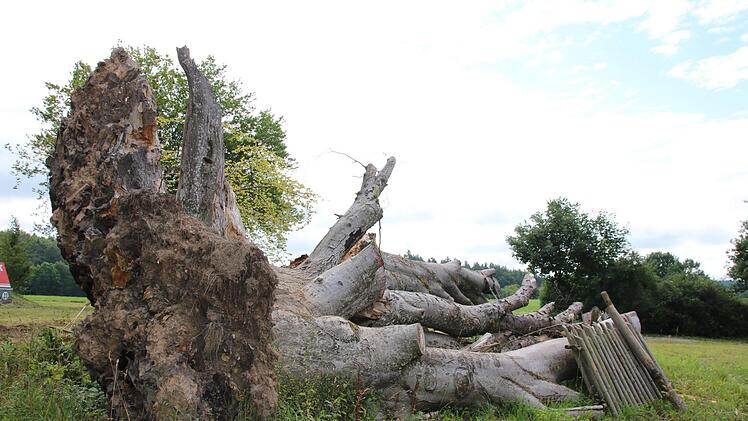 Was von der Hutbuche noch übrig ist.  Fotos: Kathrin Kupka-Hahn