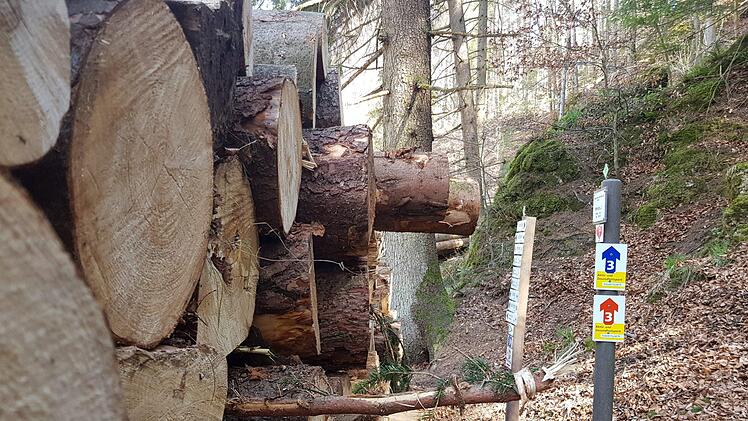 Aktuell verdeckt ein großer Holzstapel den Startpunkt und die erste Messstation. Foto: Ronald Heck