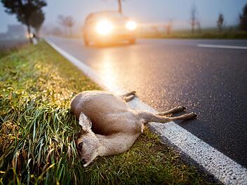 Wildunfall: Muss man ein verletztes Tier von seinem Leiden erl&ouml;sen?