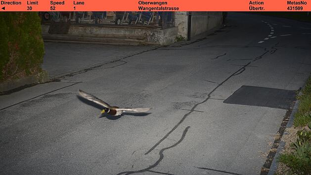 Rasende Ente in der Radarfalle