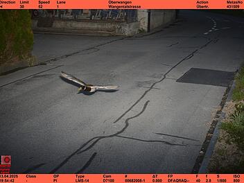 Rasende Ente in der Radarfalle