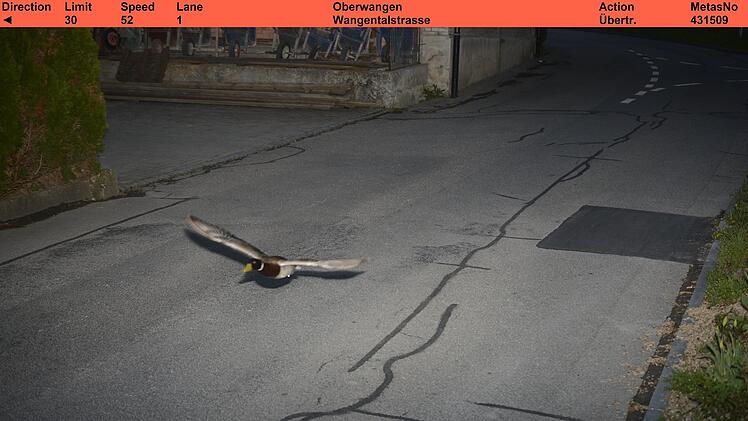 Rasende Ente in der Radarfalle