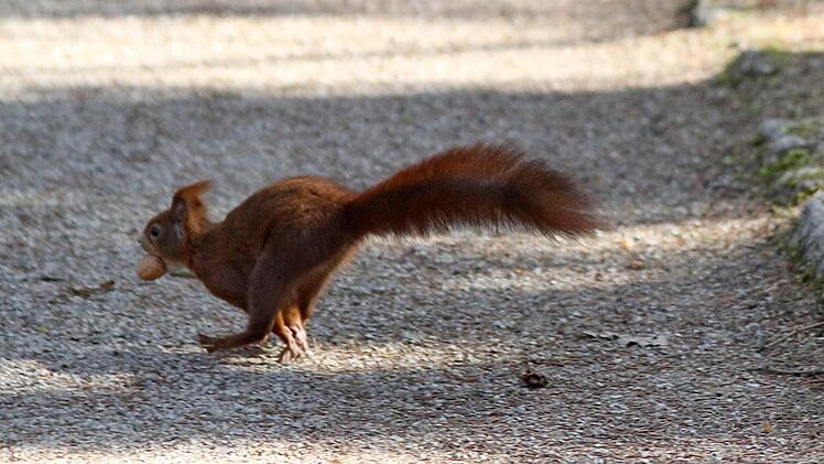 Auch das Eichhörnchen hat seine Ostereier in Form von Nüssen erhalten, Foto: Heinrich Hoffmann