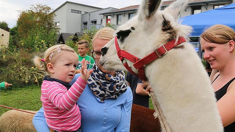Da musste jeder mal über das weiche Lamafell streicheln und dem freundlichen Tier in die dunklen Augen schauen.