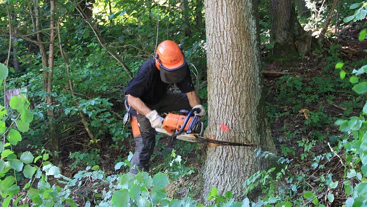 Markus Thomas bei Fällarbeiten.