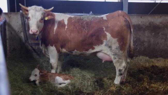 Erst am Mittwoch hatte das kleine Kälbchen das Licht der Welt erblickt.