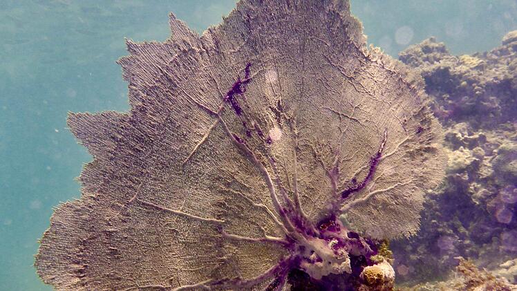 Ihr Beruf führt sie zu Traumzielen. Foto: Eunike Schu