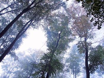 Auf einem Areal unweit von Altenbanz möchte die Herzoglich Bayerische Forstverwaltung Banz einen Naturfriedhof schaffen. Die Urnengräber sollen unter Bäumen Platz finden und mit kleinen, einheitlich gestalteten Grabsteinen versehen werden.