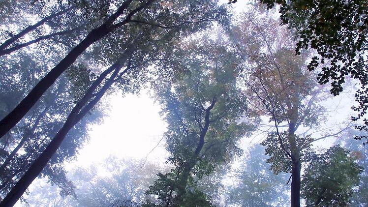Auf einem Areal unweit von Altenbanz möchte die Herzoglich Bayerische Forstverwaltung Banz einen Naturfriedhof schaffen. Die Urnengräber sollen unter Bäumen Platz finden und mit kleinen, einheitlich gestalteten Grabsteinen versehen werden.