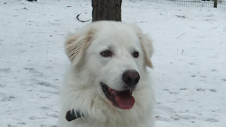 Tierheim Nürnberg: Hund Apollo war "bisher immer in falschen Händen"