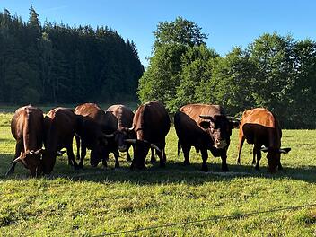 Landratsamt Wunsiedel schaltet Kontaktanzeige für Rotvieh-Herde  im Selbbachtal