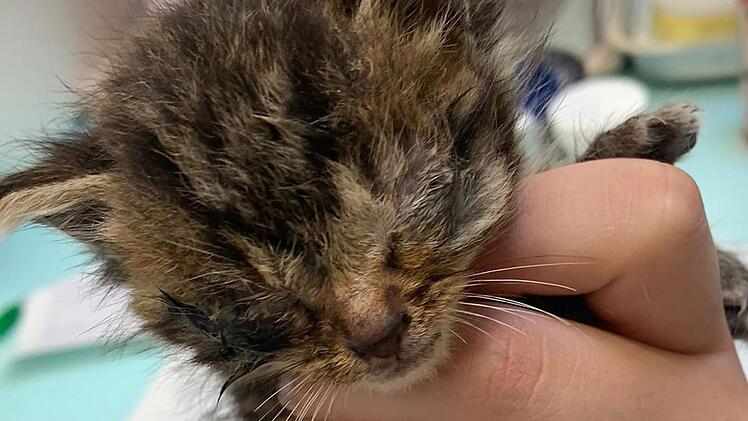 Tierheim Bamberg: "Horrorkätzchen" in schockierender Verfassung - "Hier haben mal wieder zu viele weggesehen"